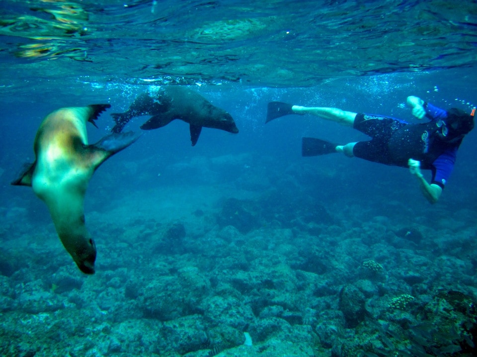 Snorkeling with some playful sea lions in the Galapagos Islands.