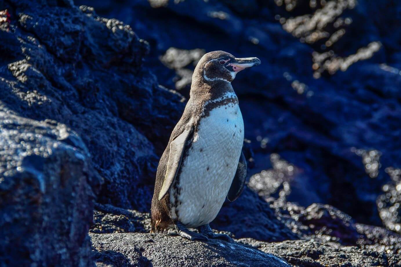 Galapagos penguin on a rock.