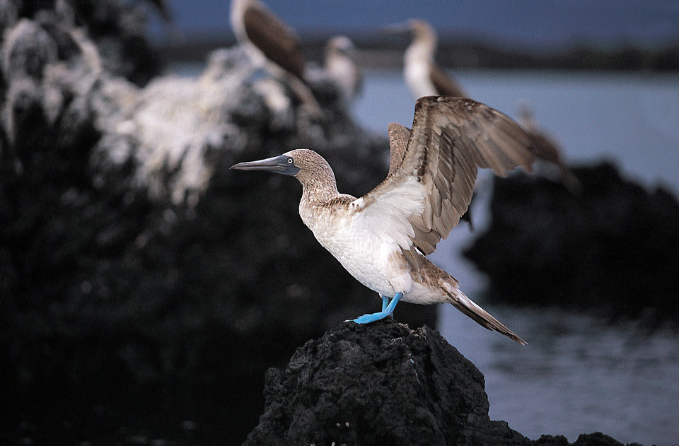 Blue-footed booby displaying its wings.