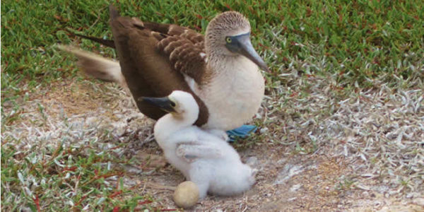 Blue-footed booby and its chick.