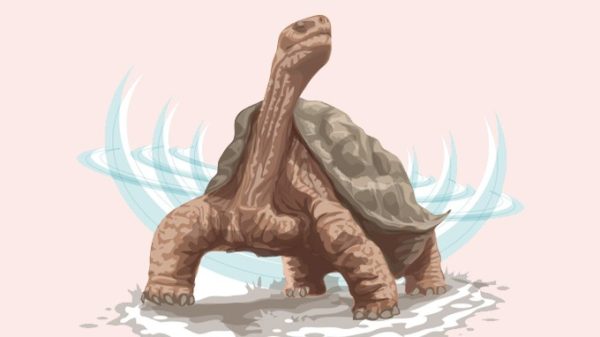 Lonesome George giant tortoise.