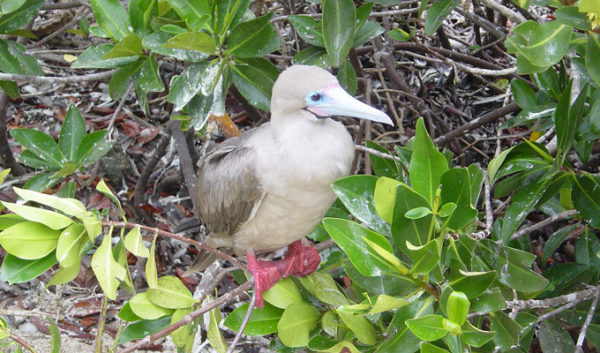 Red-footed booby on a tree.