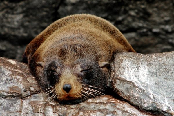 Close view of a Galapagos fur seal.