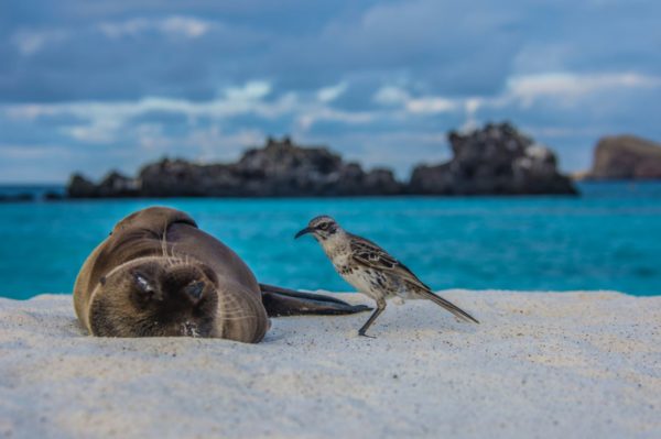 Sea lion and bird at Galapagos Islands' shore.