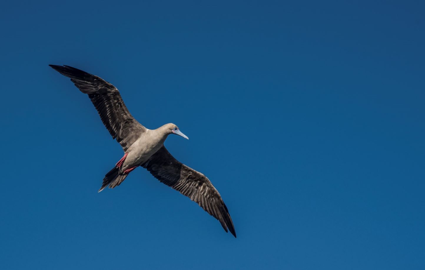 Red-footed booby flying.