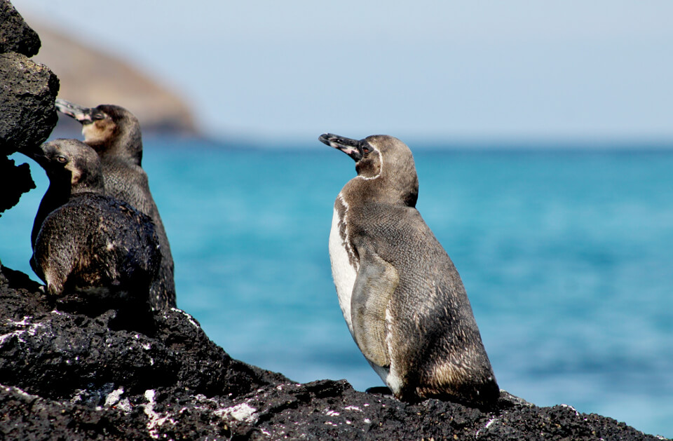 A group of Galapagos penguins on a rock