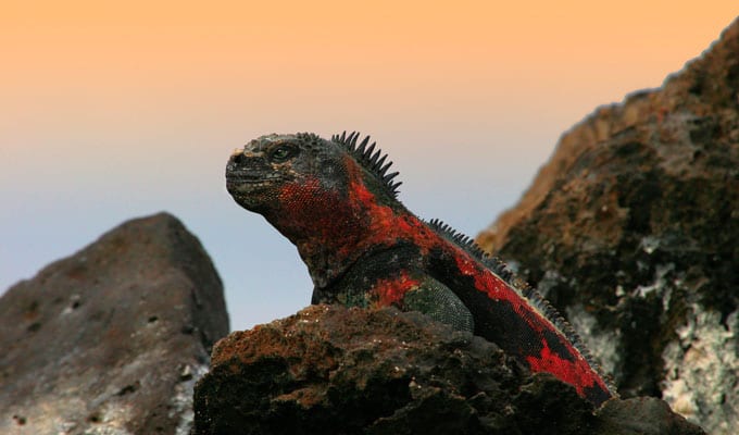 Galapagos marine iguana over a rock