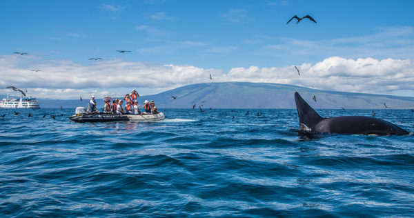 An orca sighting near a panga ride.