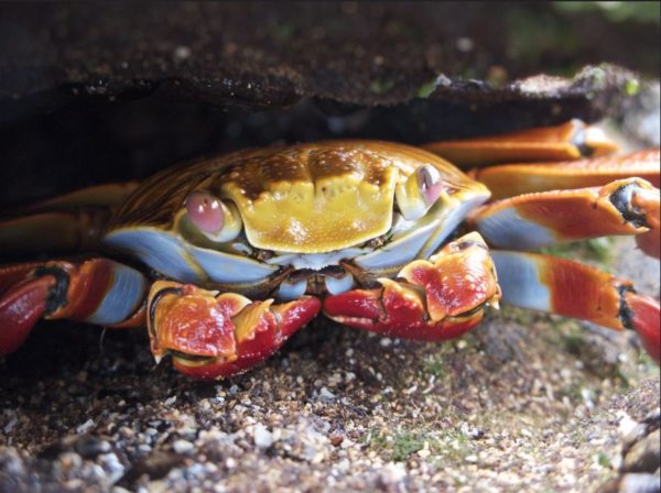 Close up of a sally lightfoot crab.