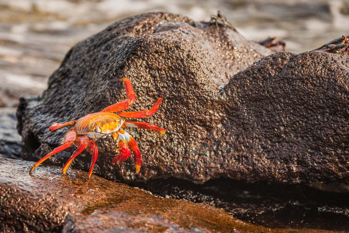 Sally lightfoot crab moving in between rocks.