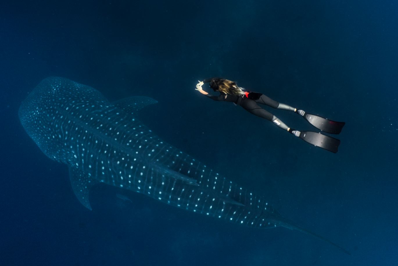Woman diving with a whale shark in Galapagos.