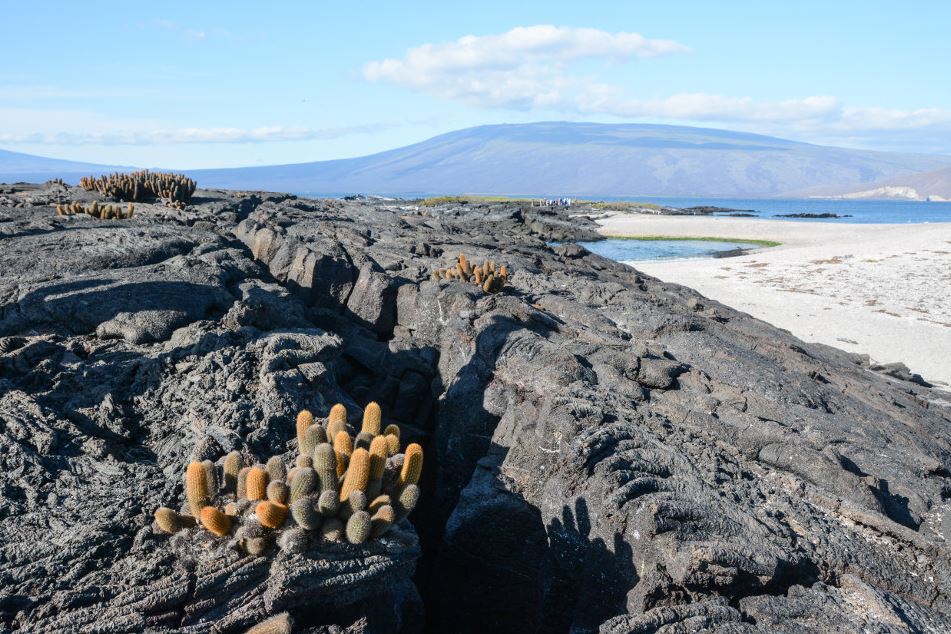 Lava cactus on barren lava flows at Fernandina Island.