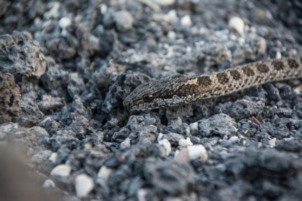Close up of a Galapagos racer snake.