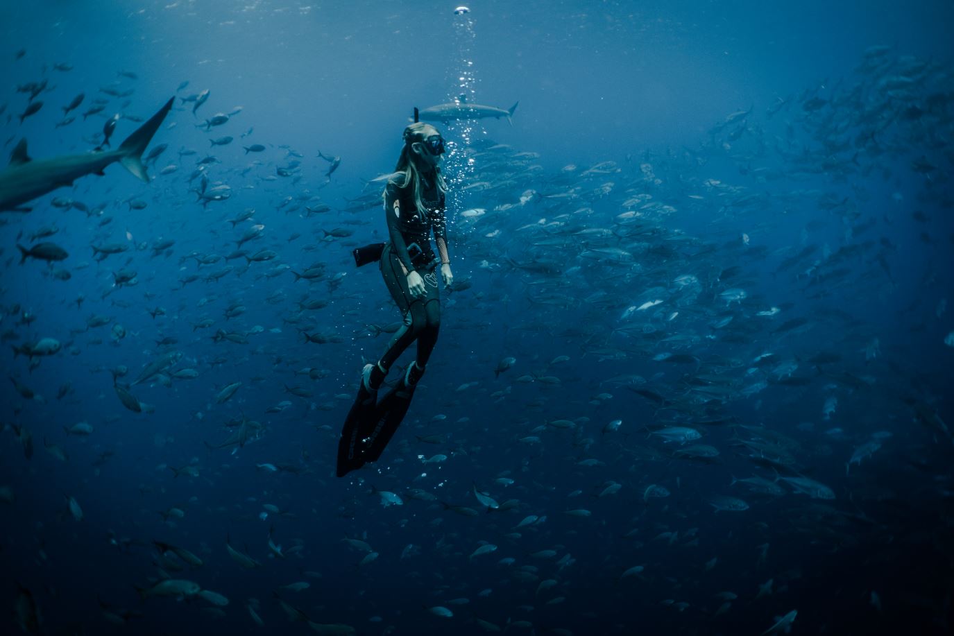 Snorkeling with fish in the Galapagos Islands.