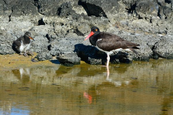 Baby oystercatcher along with another oystercatcher on the shore.