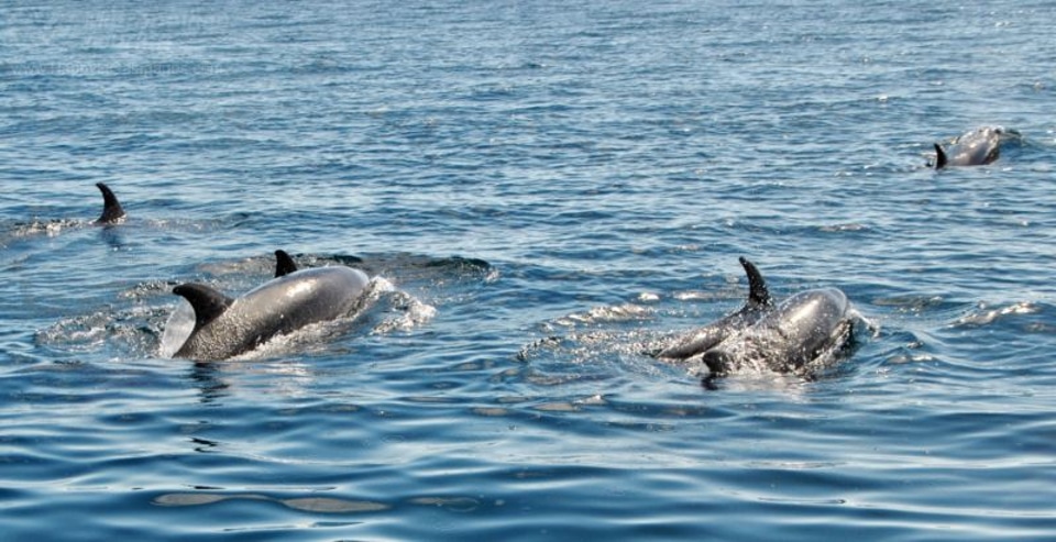 Bottlenose dolphins in Galapagos.
