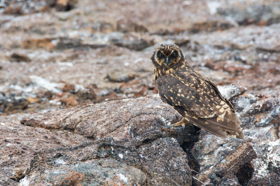 Galapagos short-eared owl spotted in Galapagos.