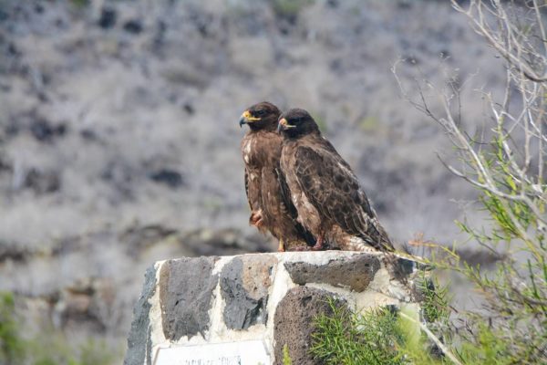 Pair of Galapagos hawks on a rock.