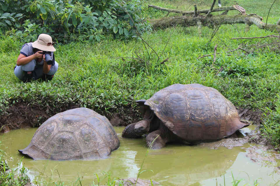 Guest taking photos of some Galapagos giant tortoises.