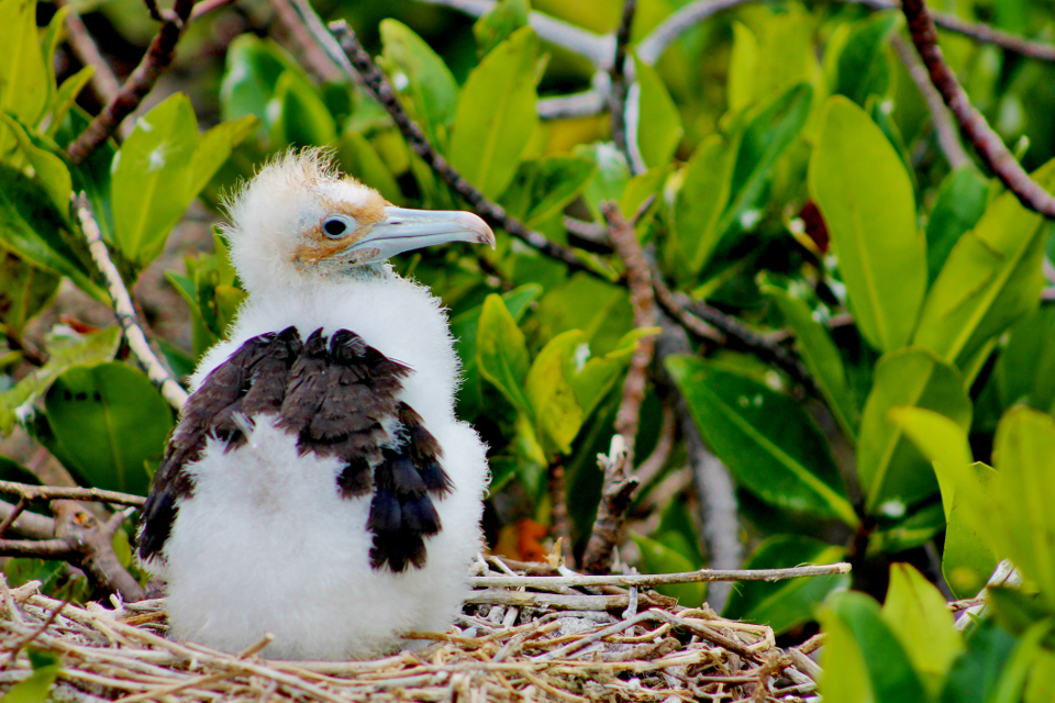 Galapagos frigatebird chick in the nest.
