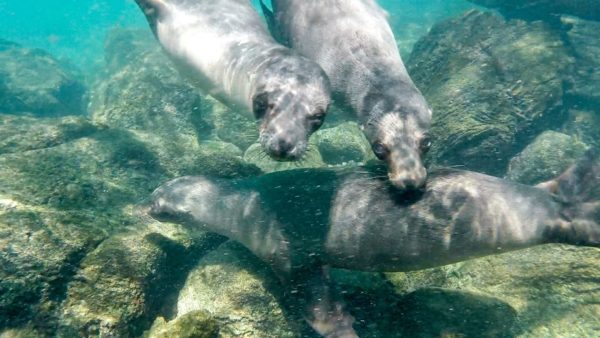 Galapagos sea lions underwater.