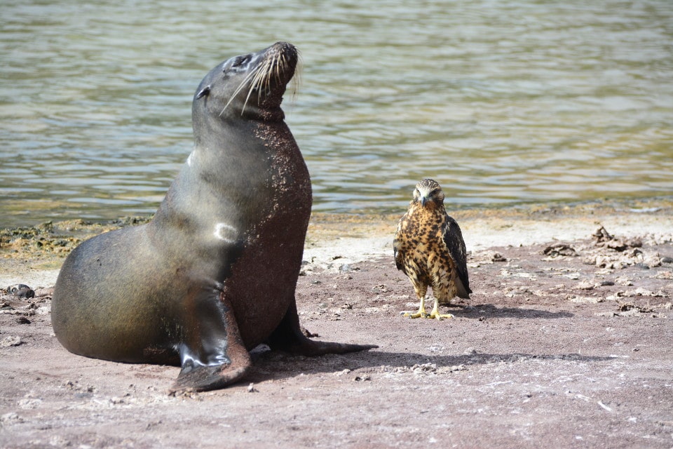 Sea lion and Galapagos hawk interacting.