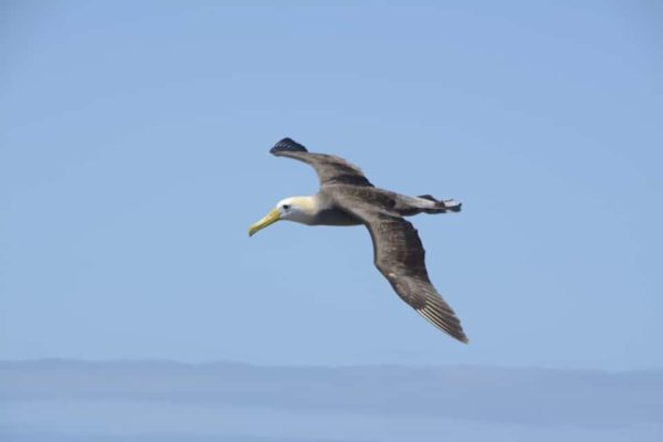 Waved albatross flying.