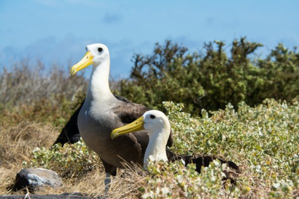 ﻿Birdwatching in Galapagos: A paradise for bird lovers