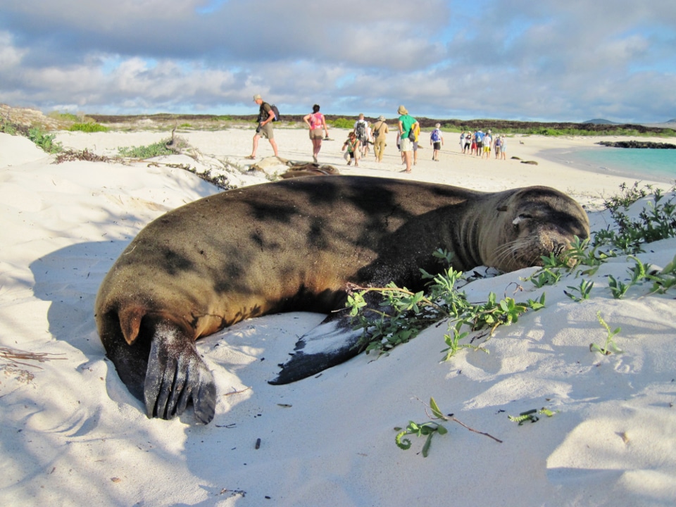 Sea lion resting on the sand and visitors exploring Galapagos.