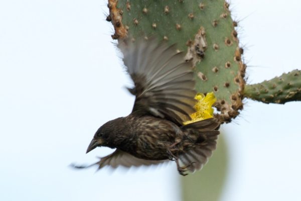 Galapagos finch flying.