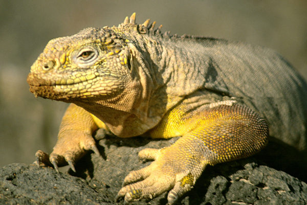 Galapagos land iguana in its natural habitat.