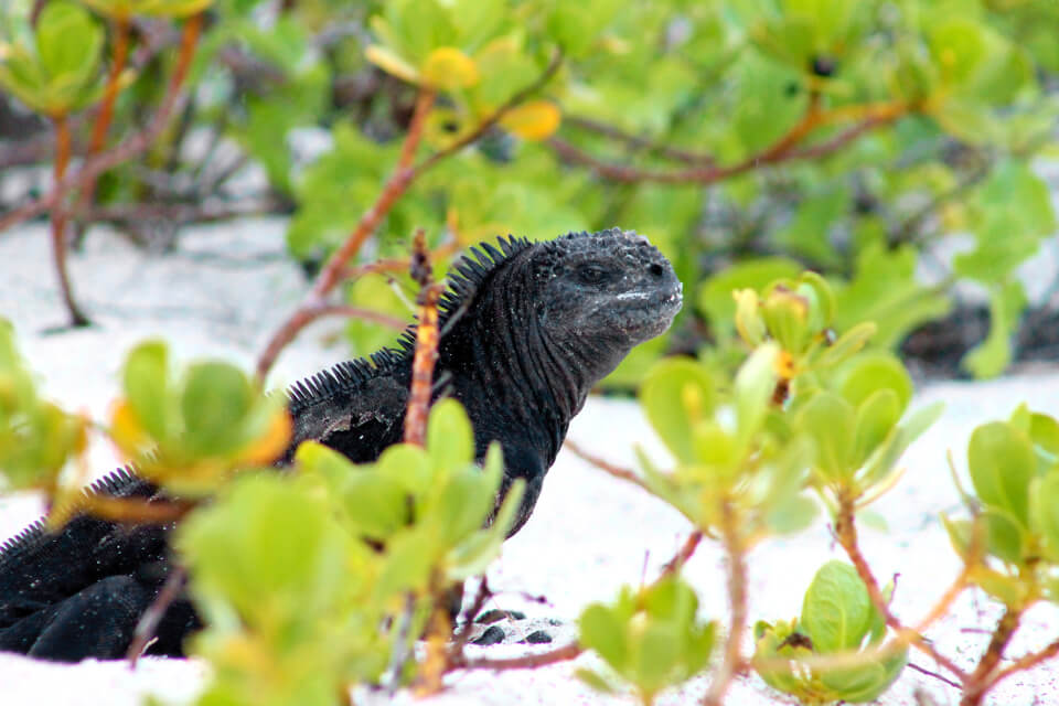 The Galapagos marine iguana is an example of the evolution.