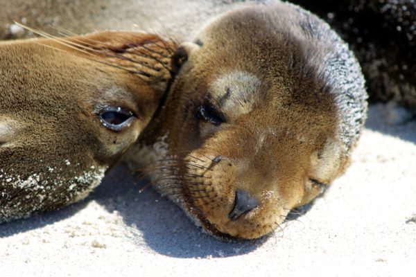 A mother sea lion smelling its pup.