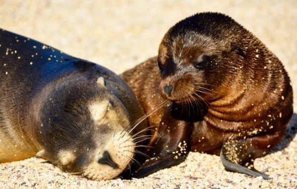 Sea lion pups resting on the sand.