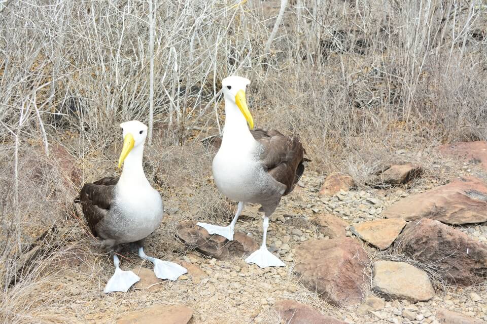Waved albatrosses seen while exploring Española Island.