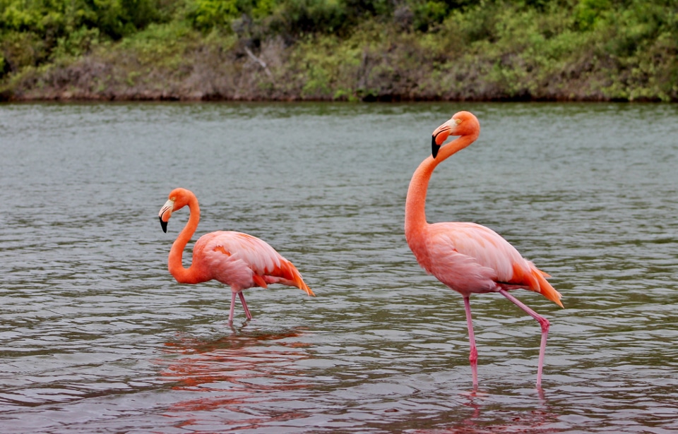 American flamingos spotted at Las Bachas, Santa Cruz Island.