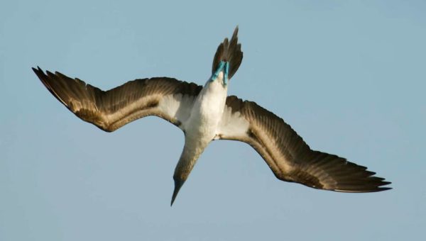 Blue-footed Booby diving.
