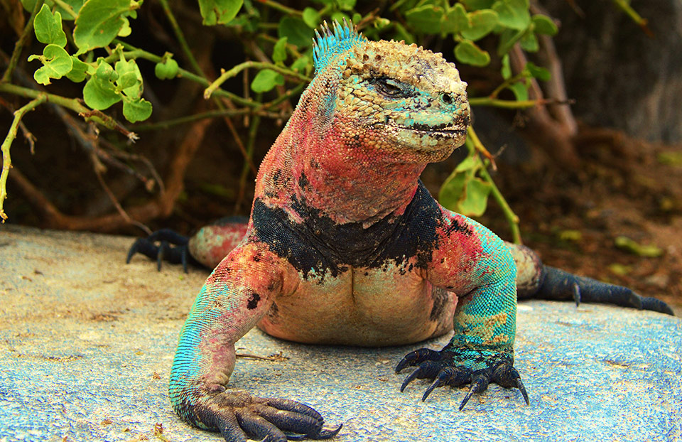 Christmas iguanas can be found on Española Island.