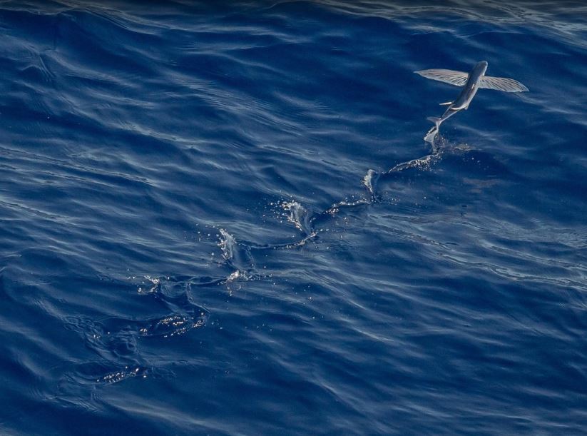 Flying fish over the water.