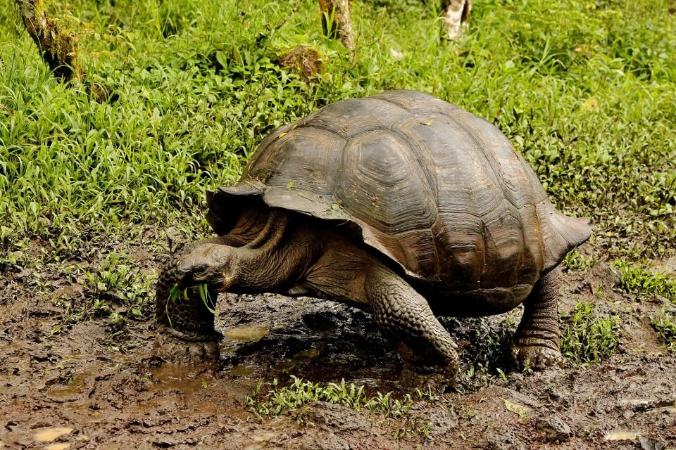 Galapagos giant tortoise live in the highlands of Santa Cruz Island.