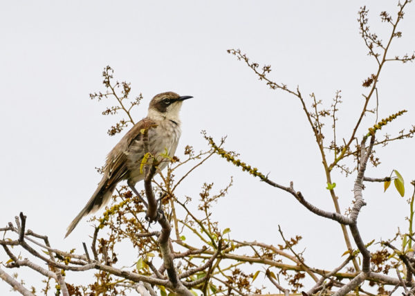 Mockingbird in Galapagos during hot season.