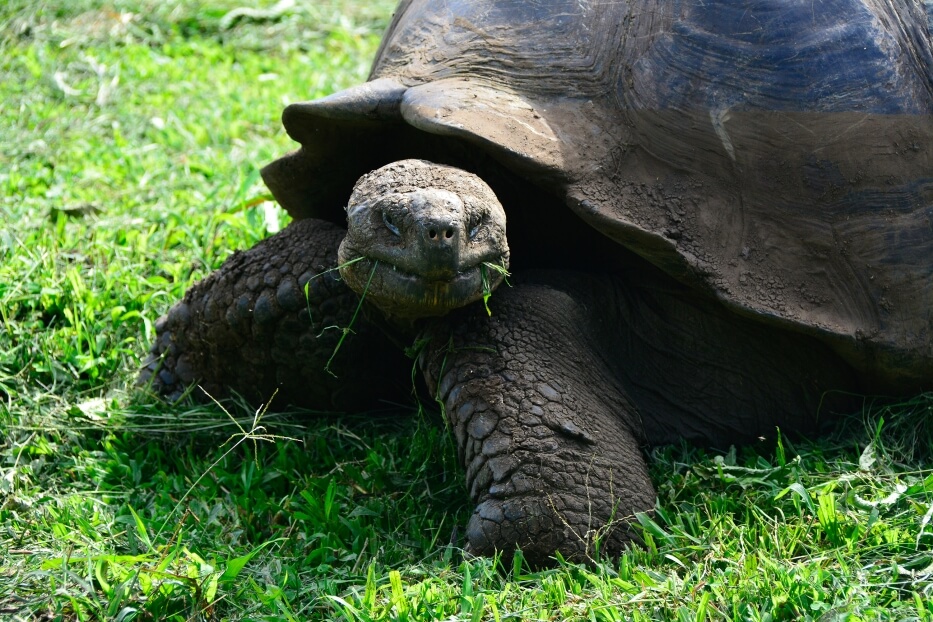 Galapagos giant tortoise eating.