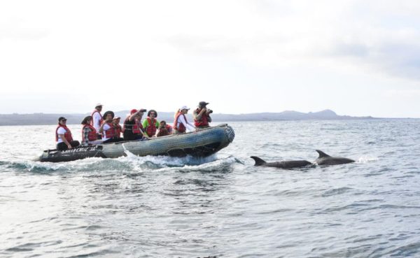 Santa Cruz's guests taking photos of some dolphins in Galapagos.
