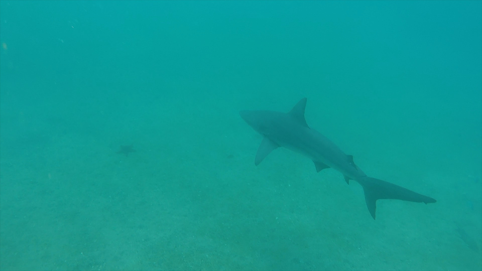A Galapagos shark encounter.
