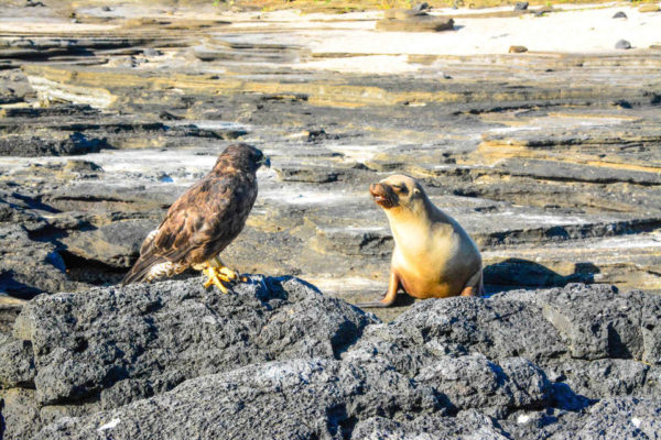 Endemic Galapagos hawk and sea lion.