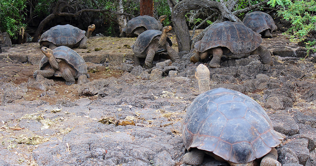 Galapagos giant tortoises at the Charles Darwin Research Station.