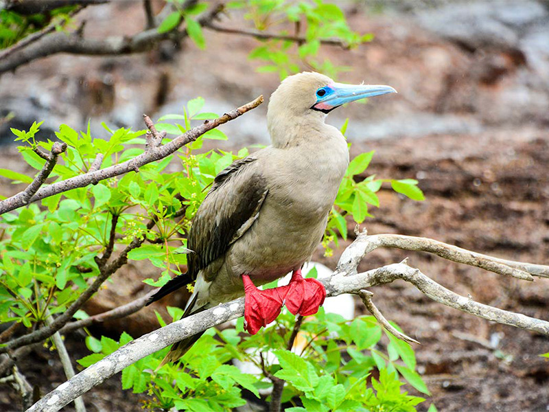 Red-footed booby on Genovesa Island in Galapagos.