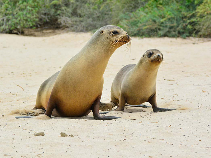 Galapagos sea lions on Santa Fe Island.