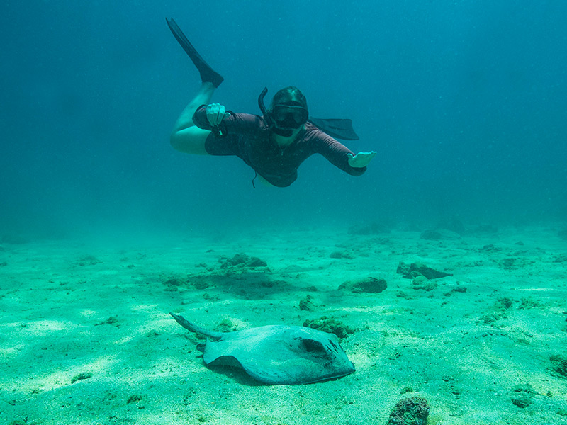 Snorkeling with a ray at Bartolome Island in Galapagos.