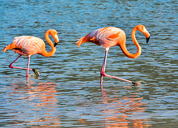 American flamingos spotted through our Northern Galapagos Itinerary.